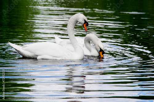 Two white swans on lake