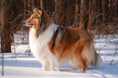 Rough collie in winter forest.