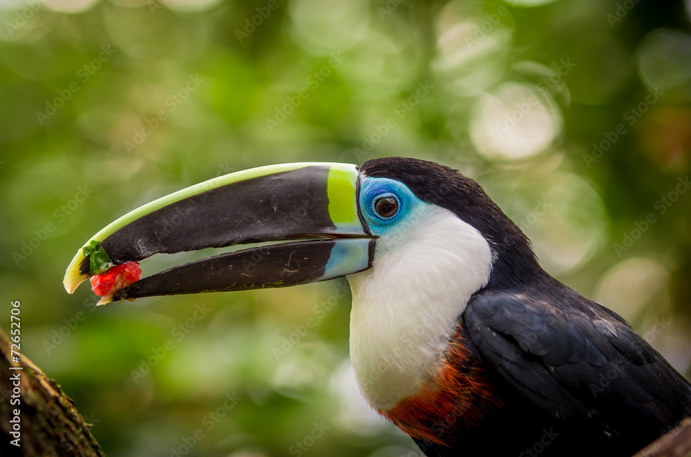 beautiful blue green red white black toucan bird beautiful blue green red white black toucan bird