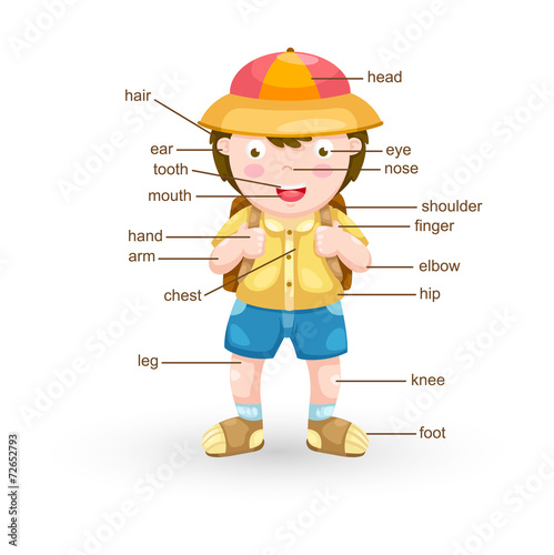 vocabulary part of body vector