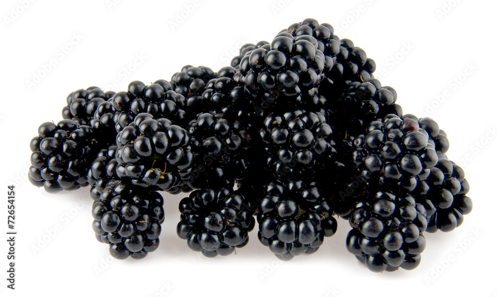 mulberry-tree mulberry-tree