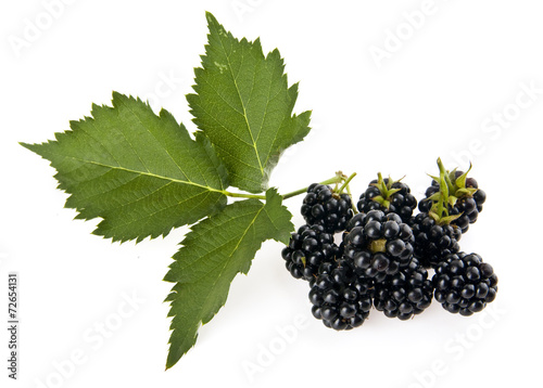 mulberry-tree