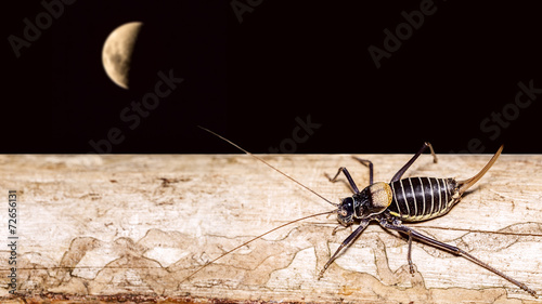 Insect and Moon © brunogm