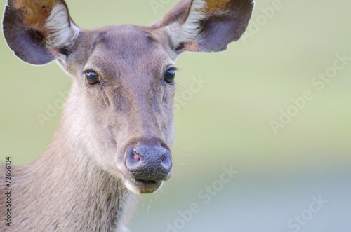 wild dear at natural site Khao Yai National Park, Thailand
