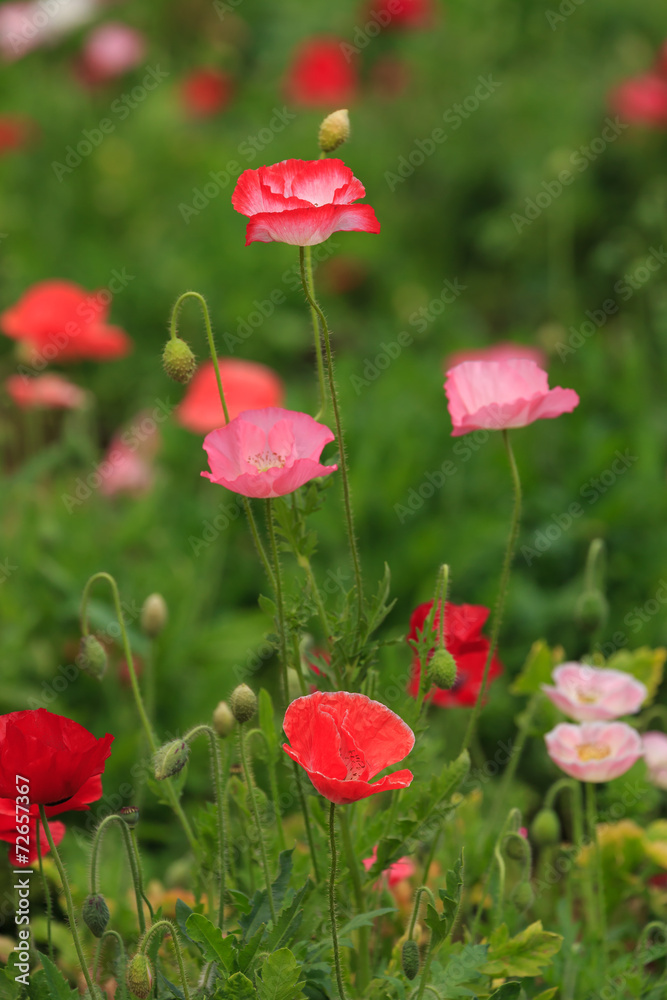 Fototapeta premium close up nature in many patten style