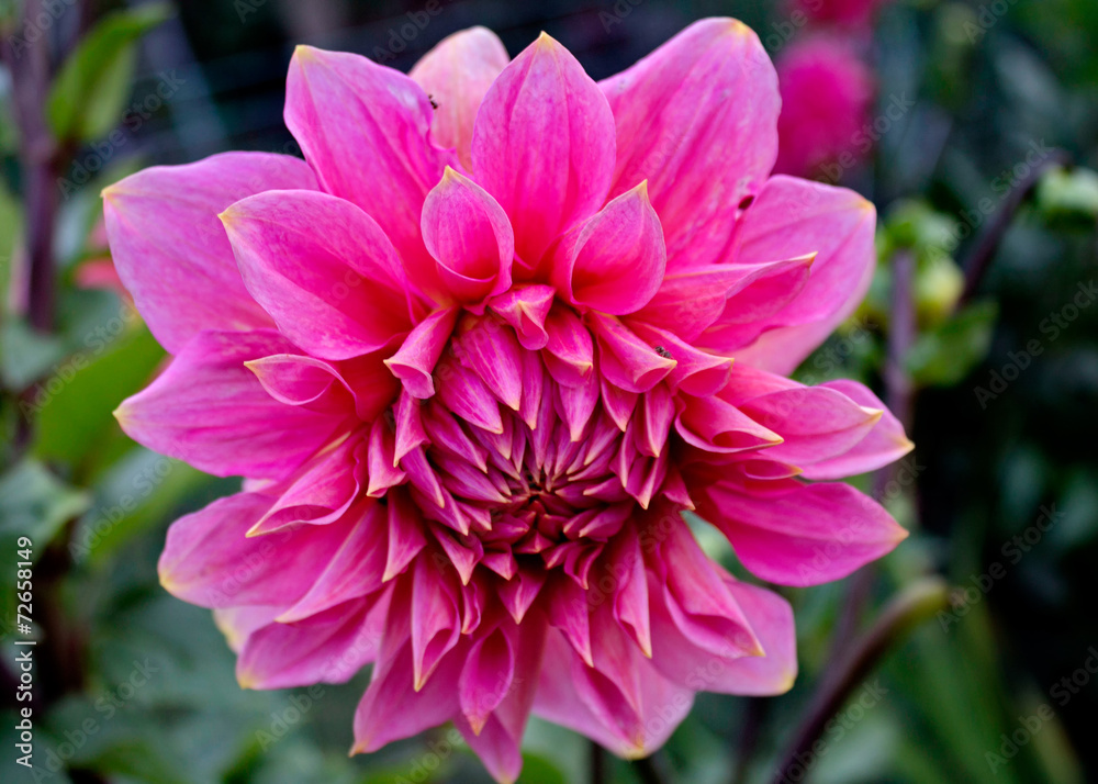 Dahlia Autumn flower design. Dahlia Autumn flower design.