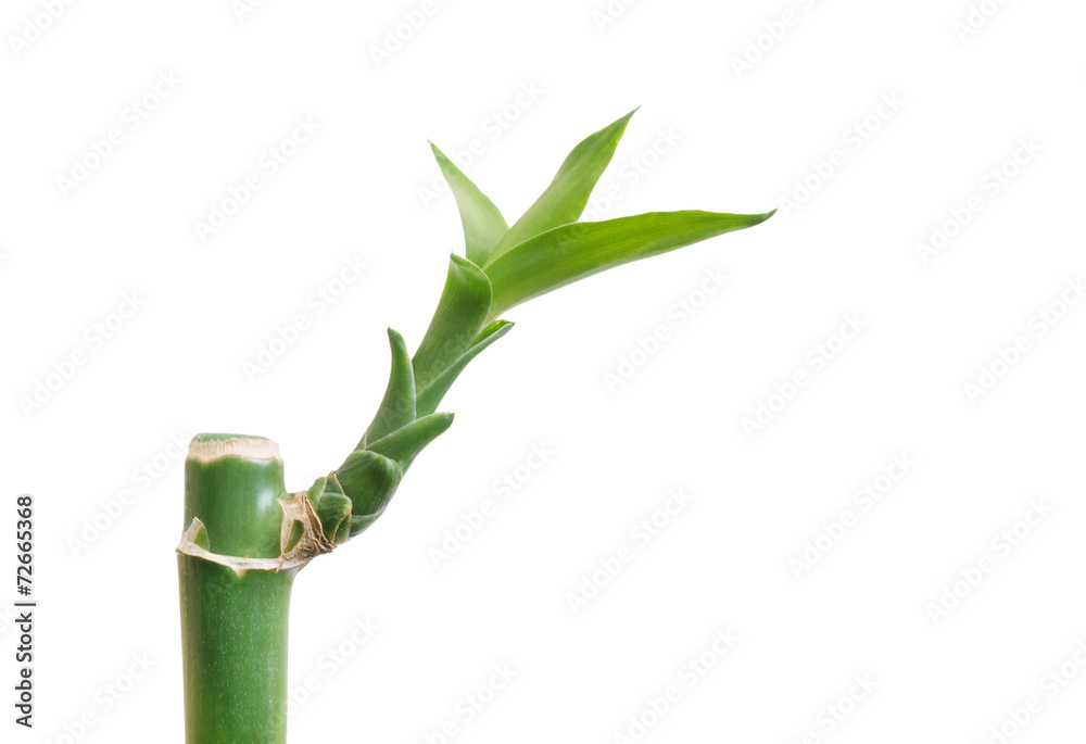 Fototapeta premium Bamboo isolated on white