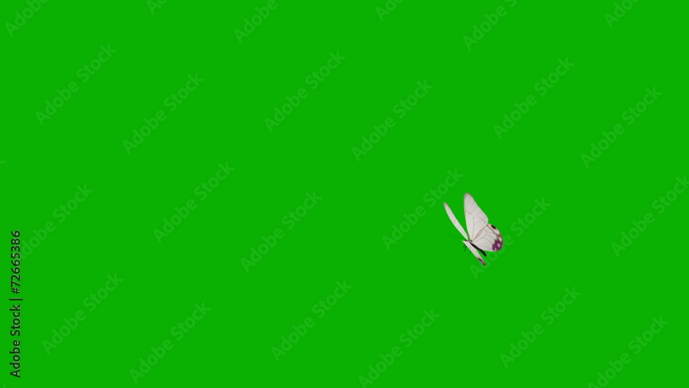 animated butterfly on green background animated butterfly on green background