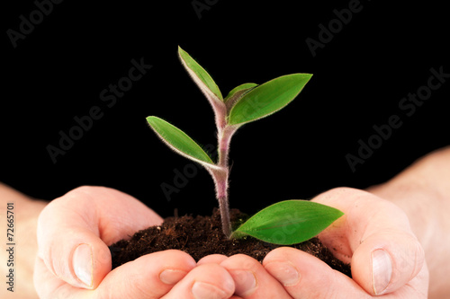plant in hands photo
