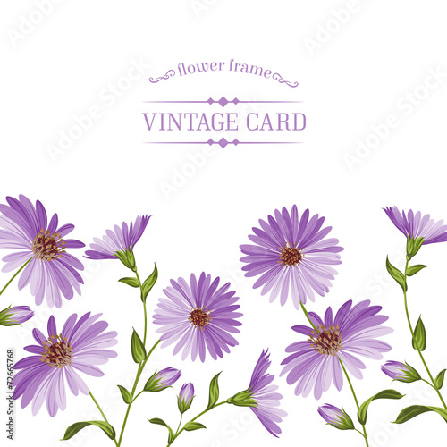 Chrysanthemum flower head.