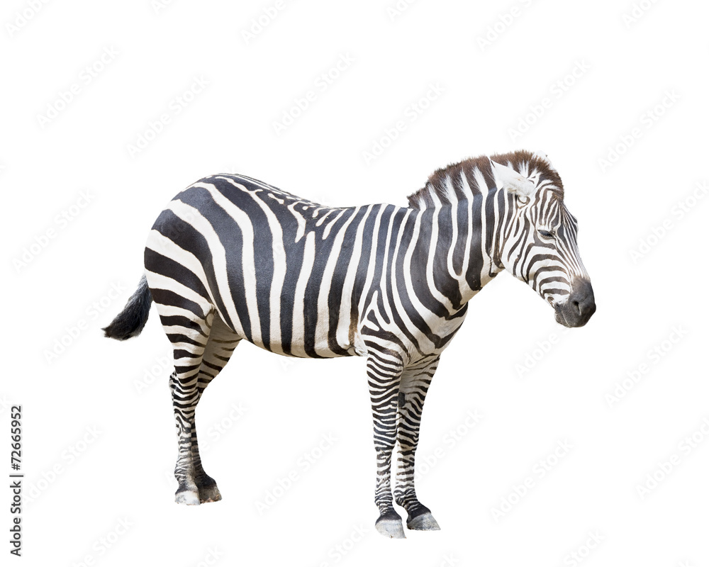 Adult Zebra on White Adult Zebra on White