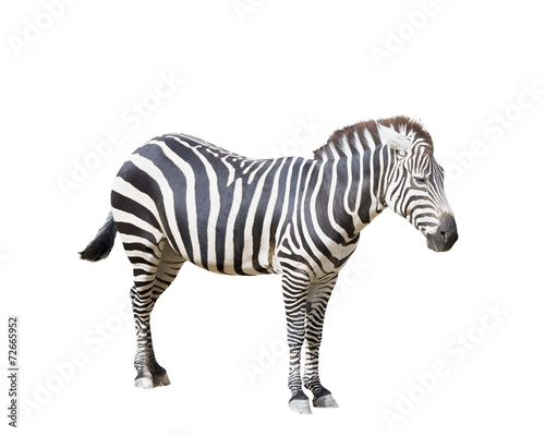 Adult Zebra on White