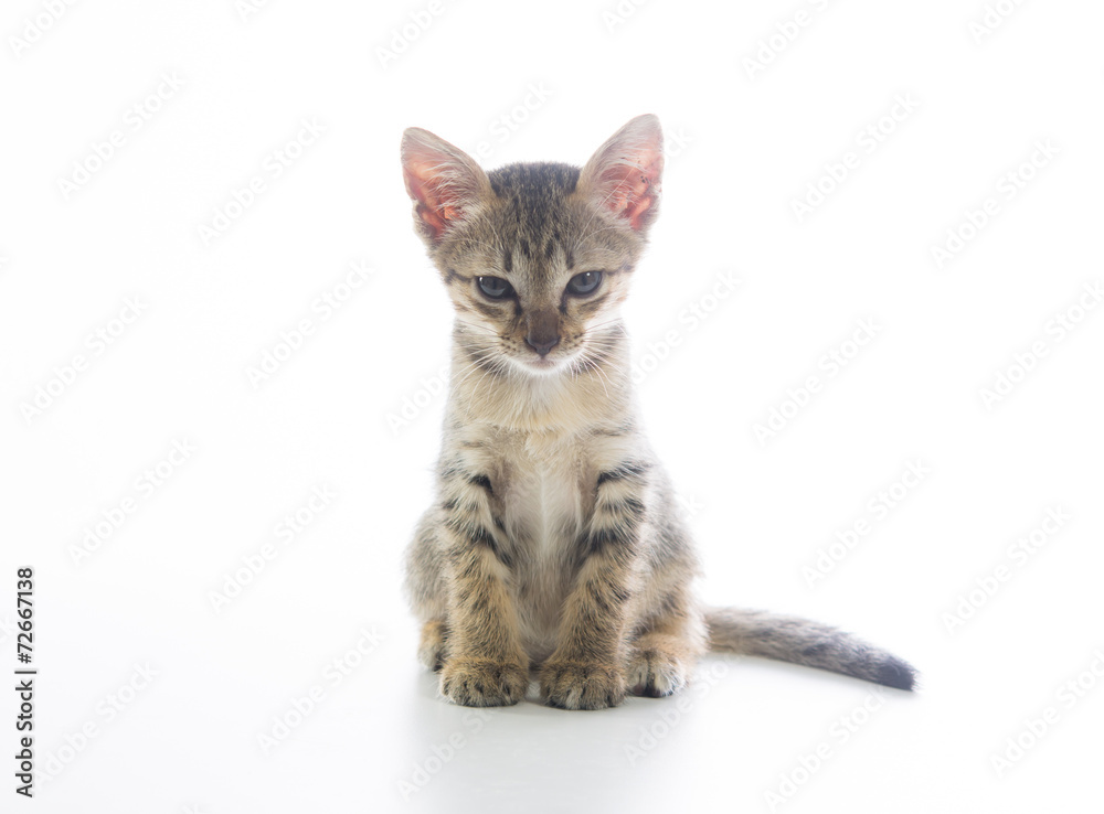 Cute tabby kitten isolated
