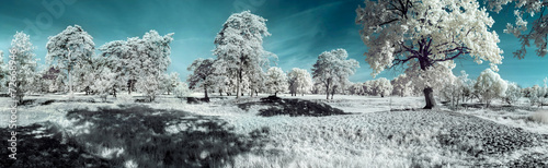 landscape in the infrared photo