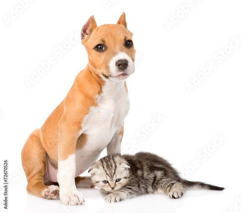 kitten and puppy together. isolated on white background