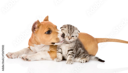 stafford puppy kisses a scottish kitten. isolated on white backg