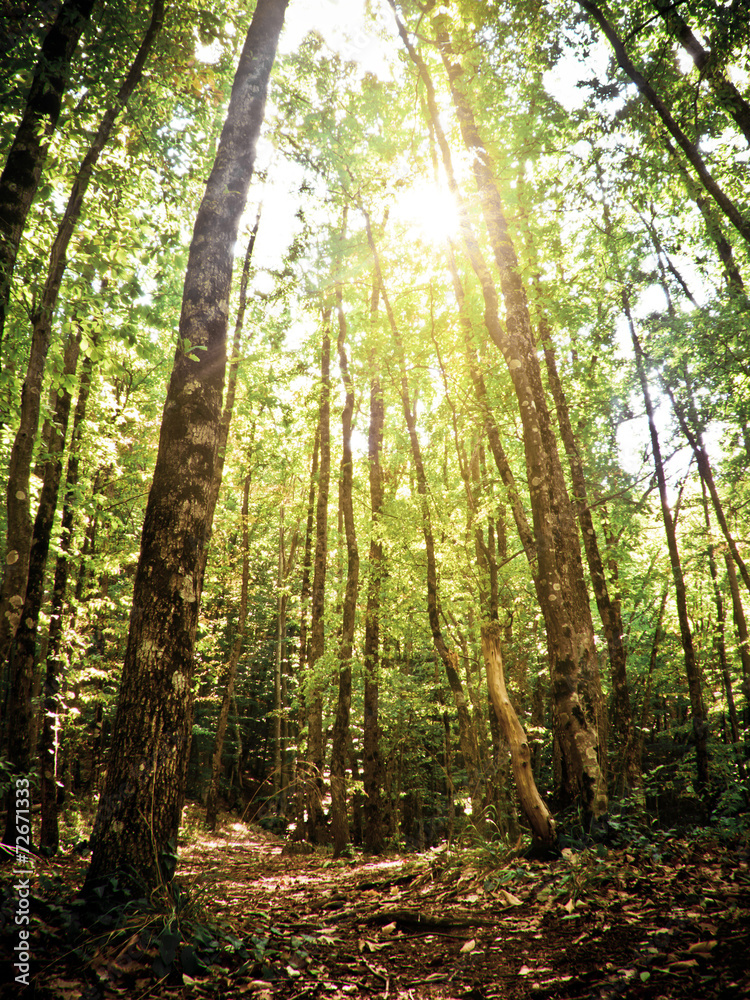 Naklejka premium Forest day