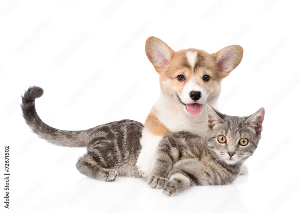 Fototapeta premium Pembroke Welsh Corgi puppy hugging cat. isolated on white backgr
