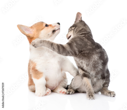 cat and dog fight. isolated on white background © Ermolaev Alexandr