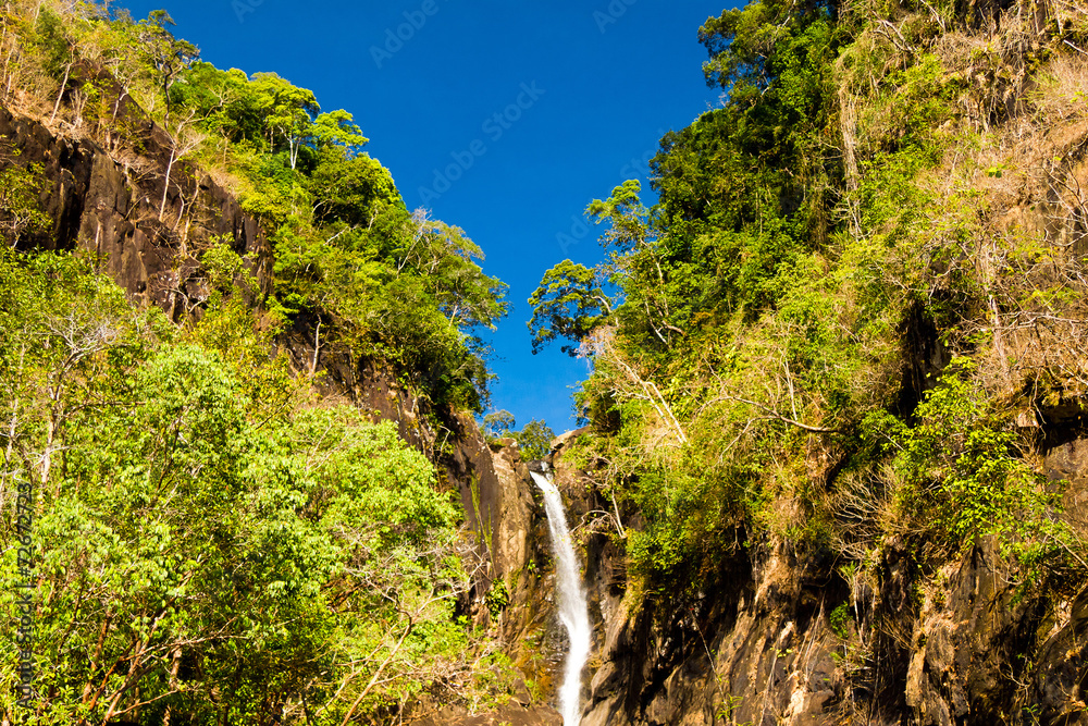 Jungle Scene Stream of White