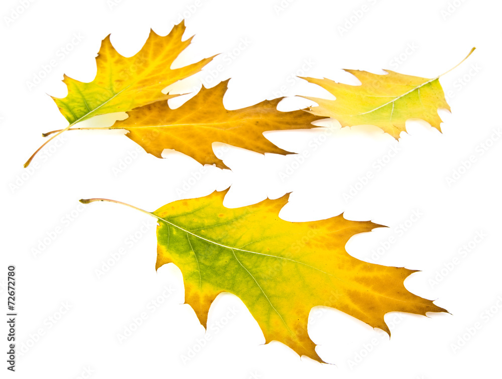 Obraz premium yellow leaves