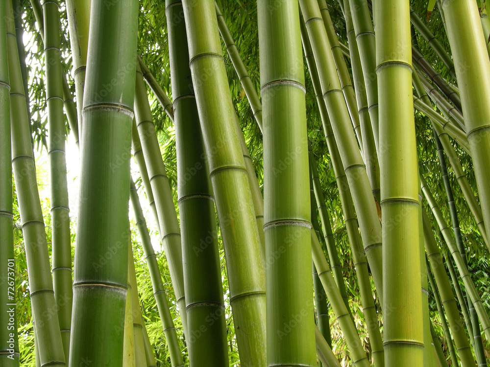 Naklejka premium Bambusowa dżungla