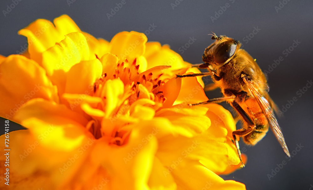 Bee on flower - obrazy, fototapety, plakaty 