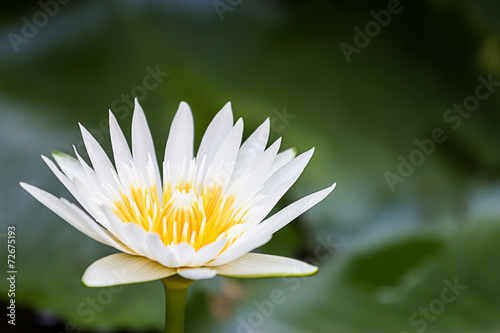 white lotus