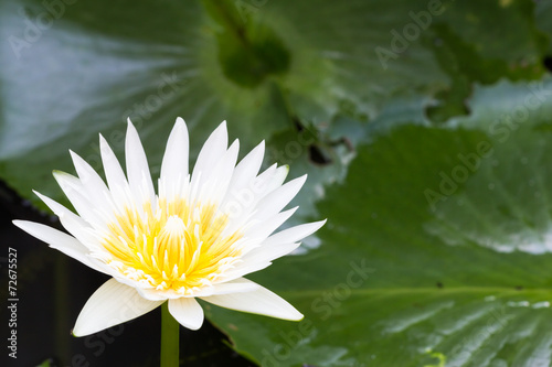 white lotus