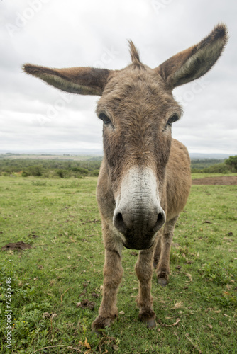 donkey with big ears