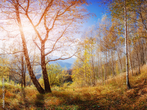 autumn road