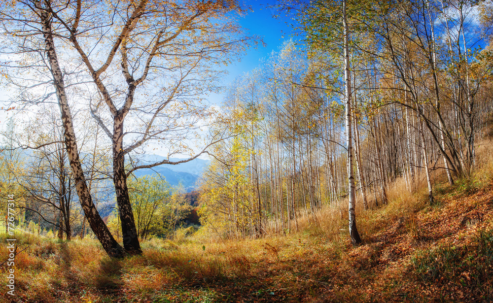 Fototapeta premium autumn road