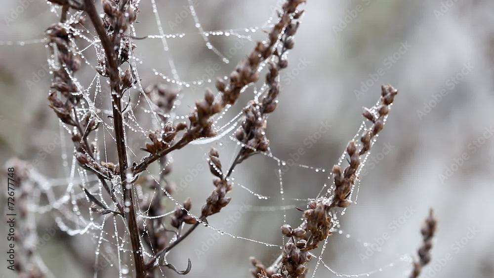 spider cobweb with dew drops on wind spider cobweb with dew drops on wind