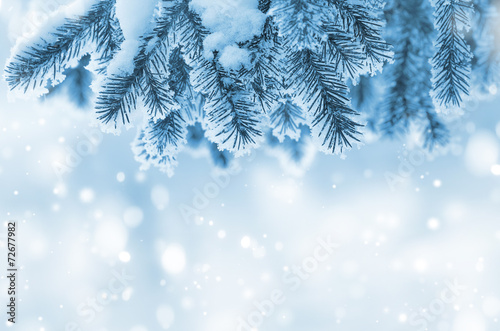 Background with snow-covered fir branches