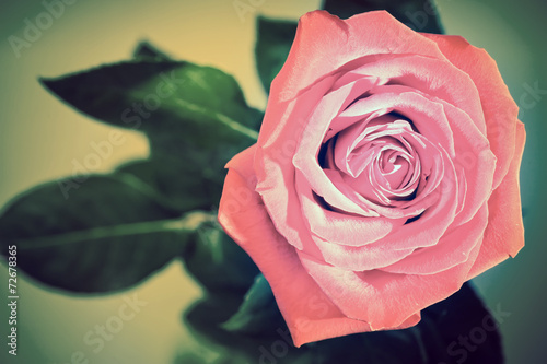 Garden rose with a retro effect