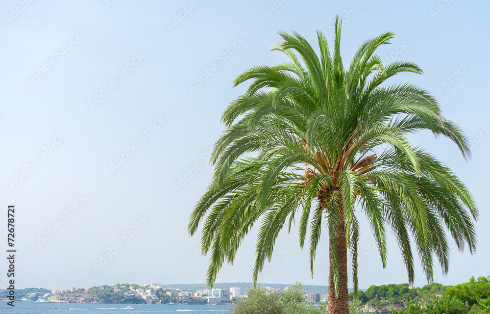 Fototapeta premium Green palm. Place for your text.