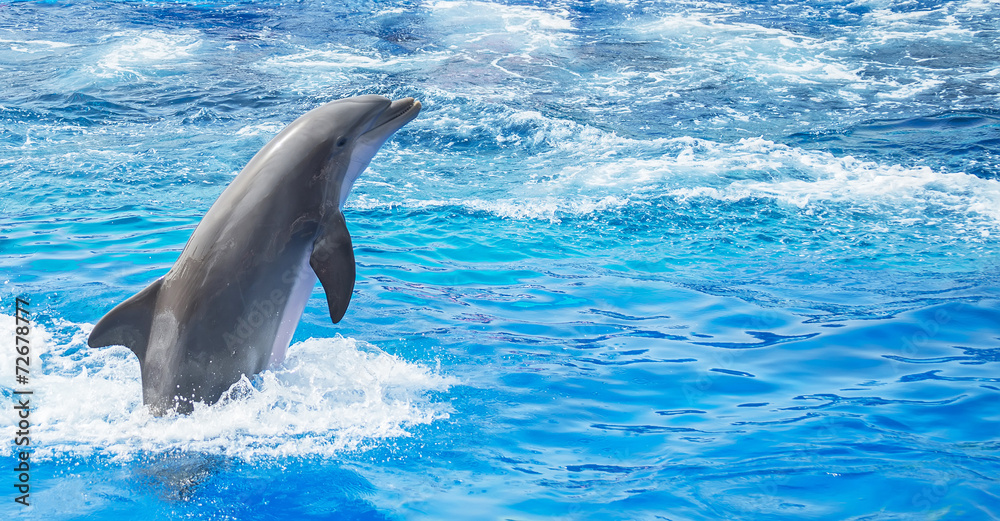 Naklejka premium Dolphin jumping in clear blue sea. Place for text.