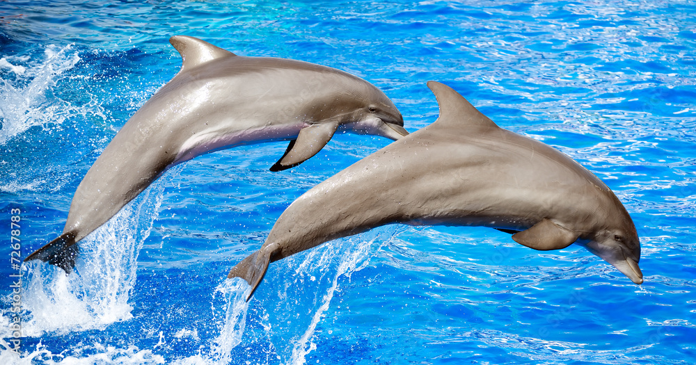 Obraz premium Dwa delfiny skaczące w czyste, błękitne morze.