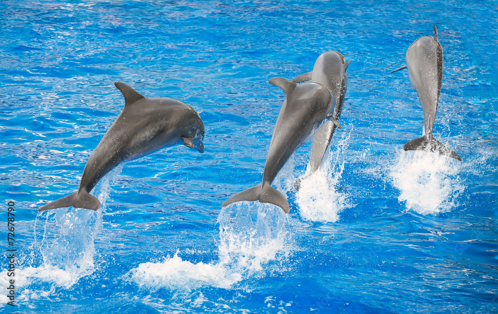 Obraz premium Four dolphins jumping in clear blue sea.