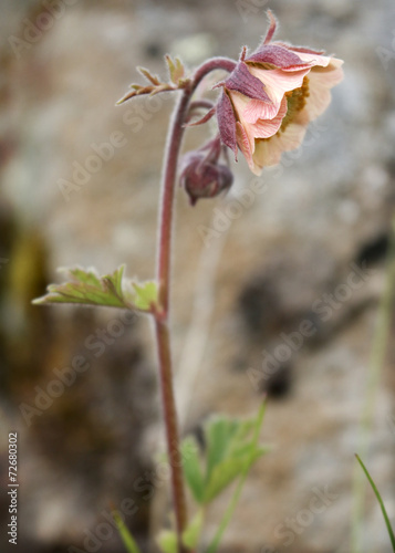 Fototapeta Naklejka Na Ścianę i Meble -  Avens Profile