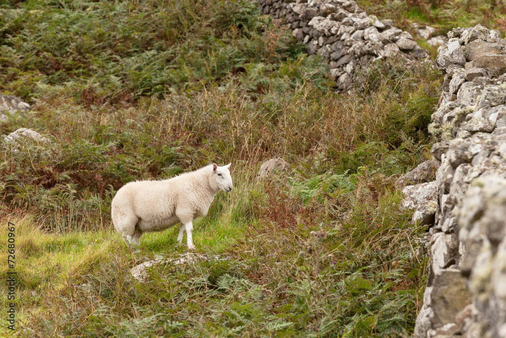 Scotland sheep pasturing in a meadow Scotland sheep pasturing in a meadow