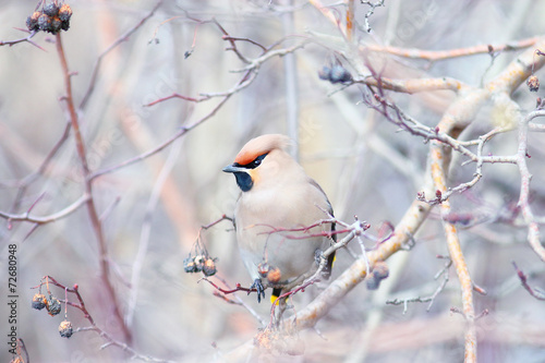 Waxwing on branches without leaves photo
