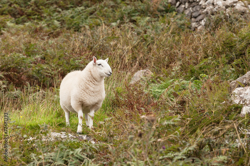 Scotland sheep pasturing in a meadow