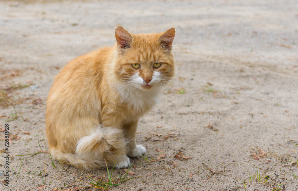 Outdoor portrait of guarded cat