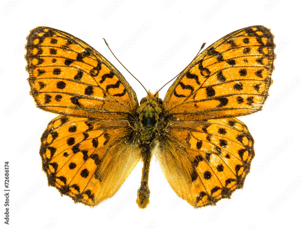 Naklejka premium Marsh Fritillary butterfly