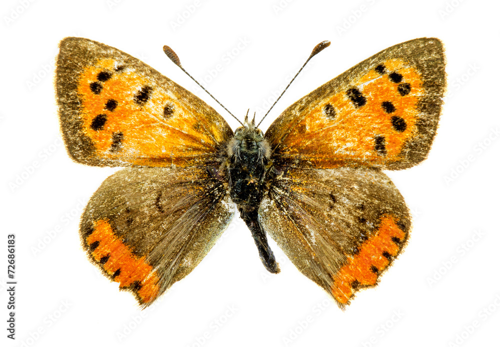 Naklejka premium Common Copper butterfly