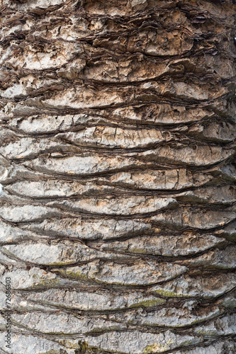 Closeup texture of palm tree © romantsubin
