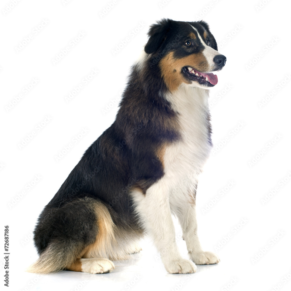 australian shepherd australian shepherd