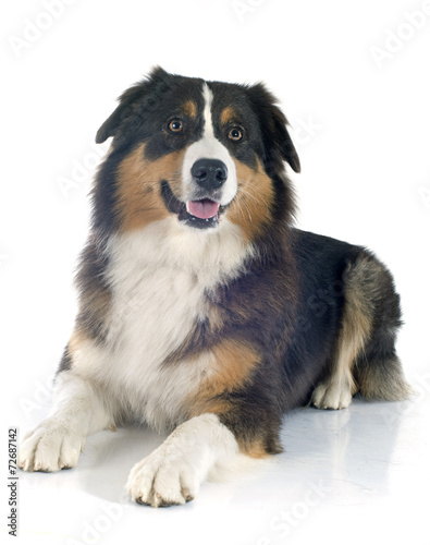 australian shepherd