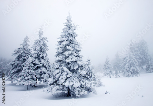 Christmas background with snowy fir trees © Melinda Nagy